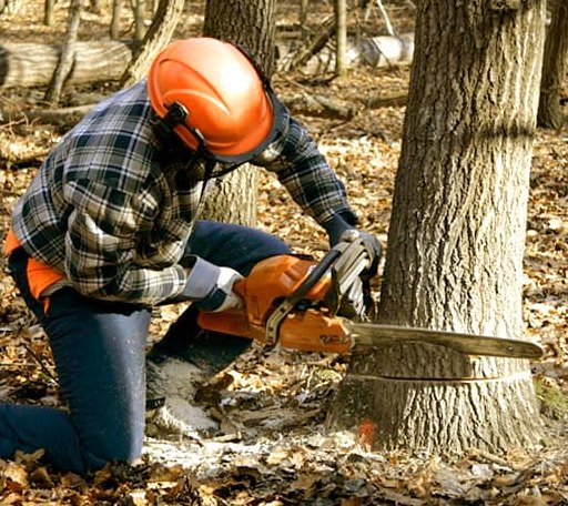 Tree Removal in Concord, NH
